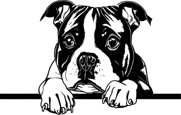 Stafordširský bulteriér - B