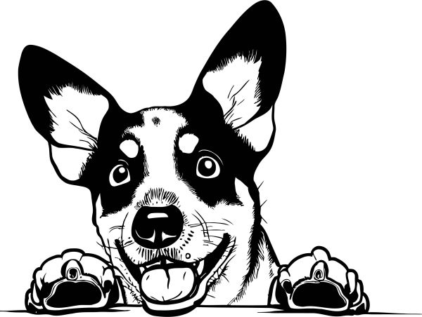 Australský honácký pes - B