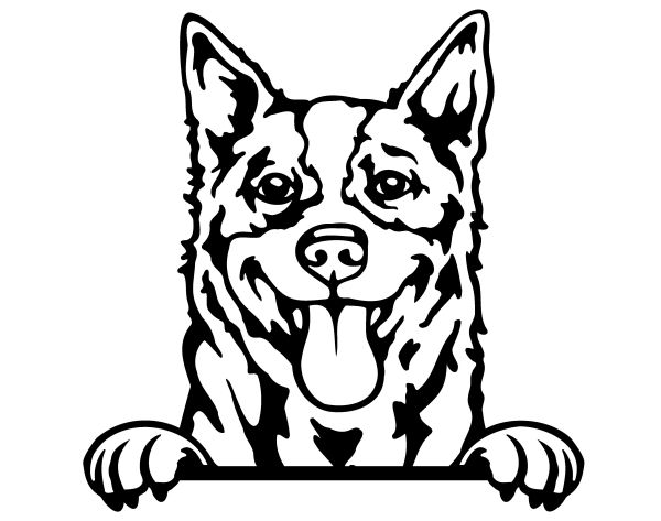 Australský honácký pes - F