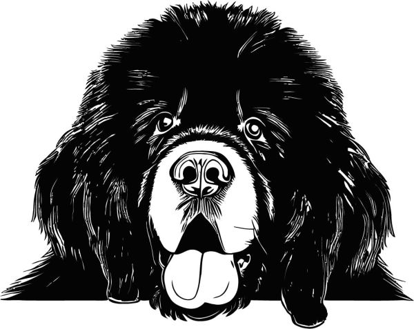 Novofundlandský pes - G