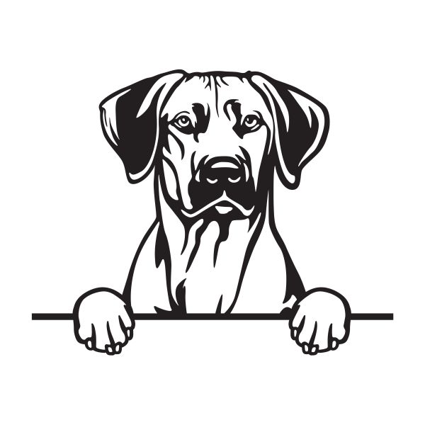 Rhodéský ridgeback - A