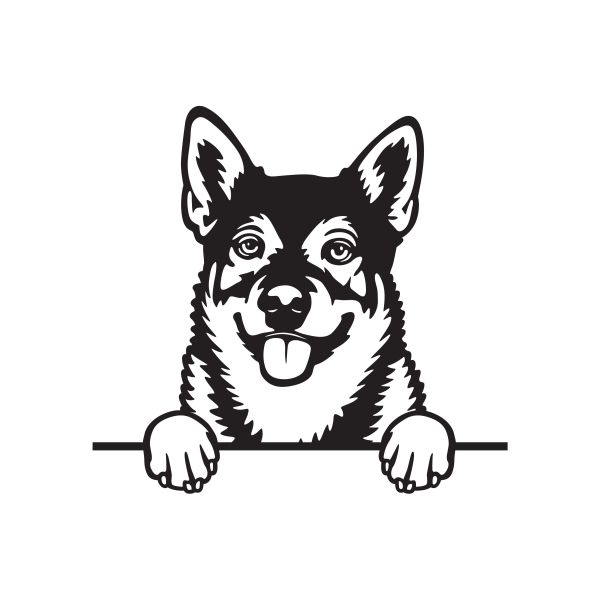 Švédský vallhund - A