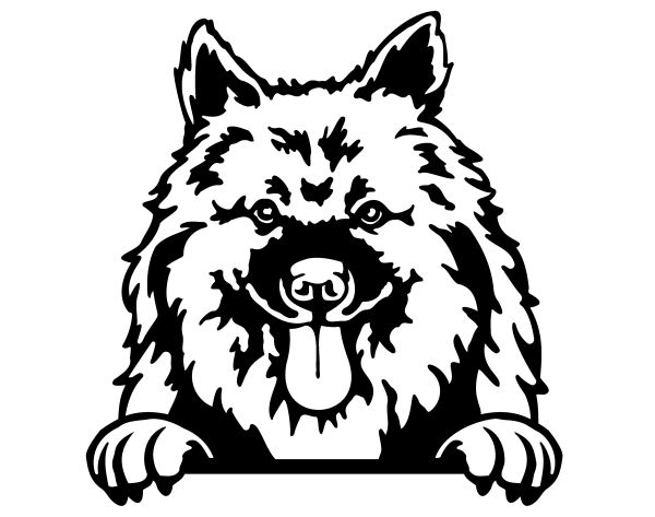 Vlčí špic (Keeshond) - C