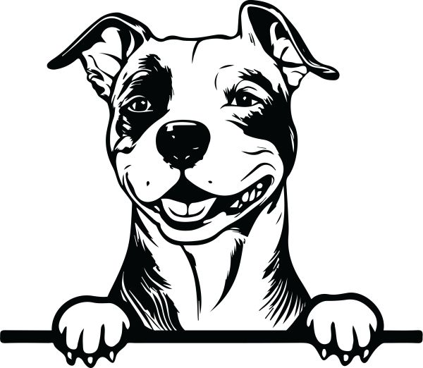 Americký staffordšírský teriér - E