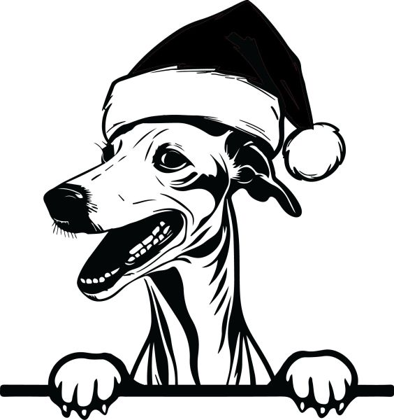 Anglický chrt (greyhound) - F (Vánoční)