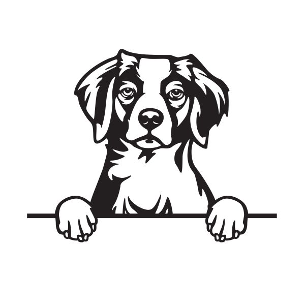 Bretaňský ohař - A