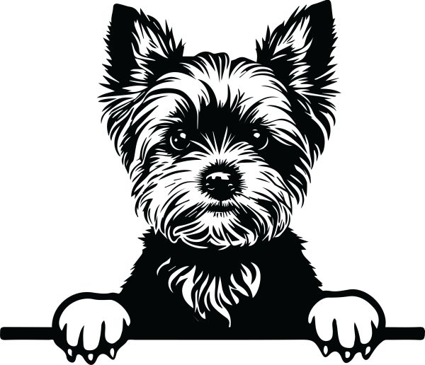 Jorkšírský teriér - J