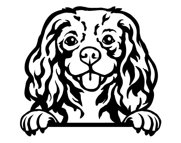 Kavalír King Charles španěl - D