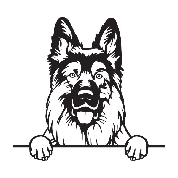 Německý ovčák dlouhosrstý - A