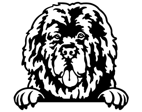 Novofundlandský pes - D