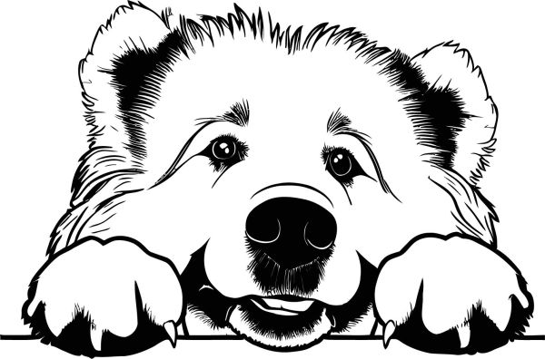 Pyrenejský horský pes - G