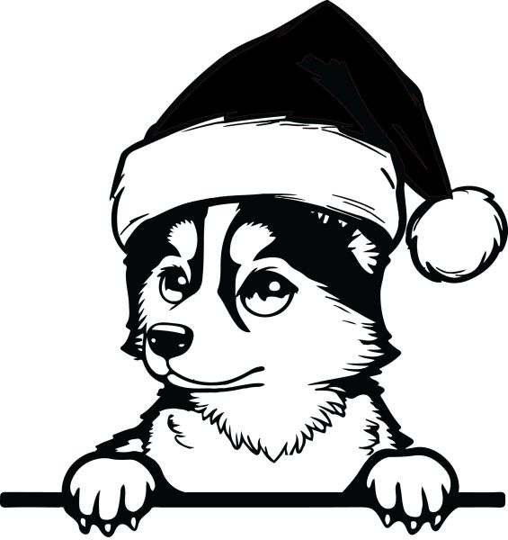 Sibiřský husky - K (Vánoční)