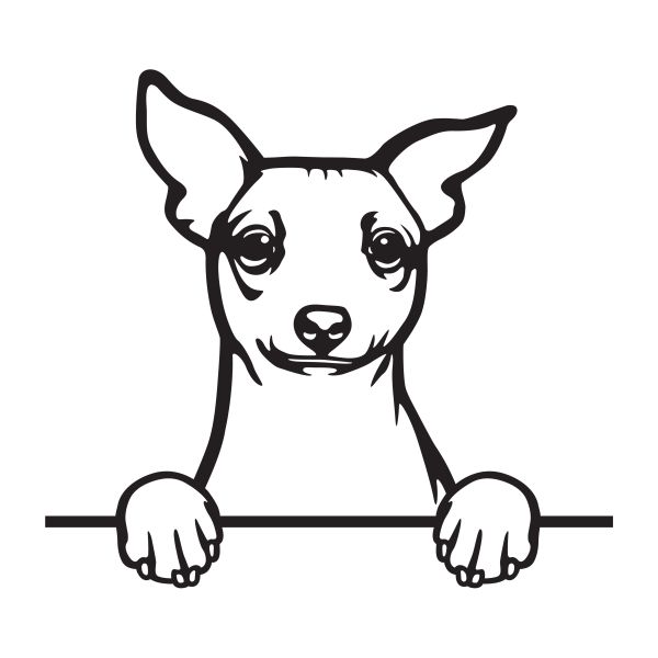 Americký bezsrstý teriér - A