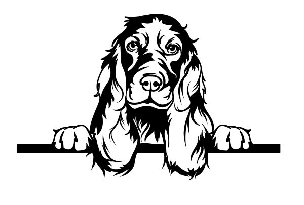 Anglický kokršpaněl - C