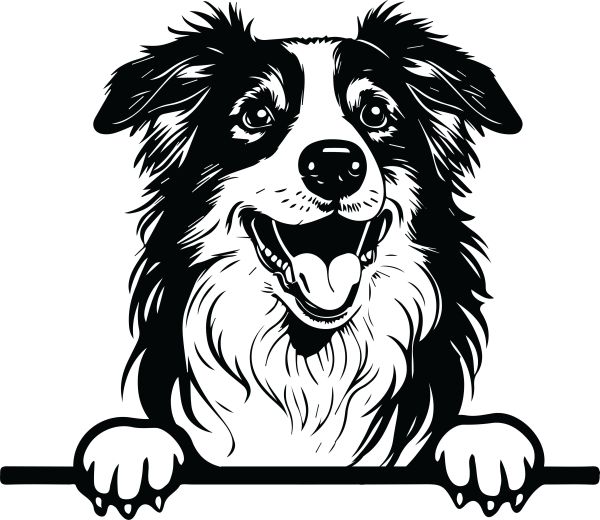 Australský ovčák - F