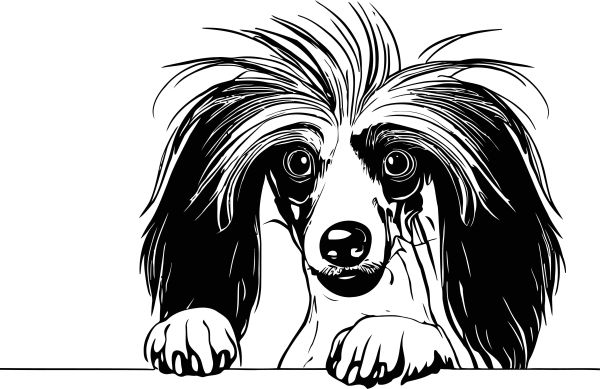 Čínský chocholatý pes - B