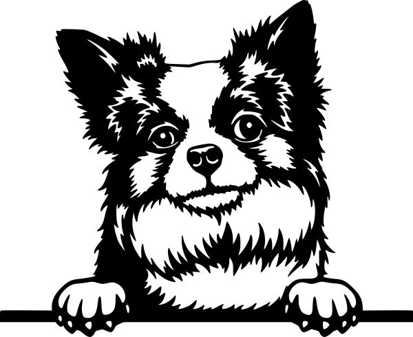 Čivava dlouhosrstá - A