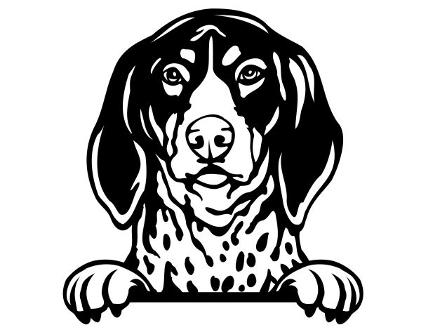 Modrý mývalí pes - (modrý coonhound) - C