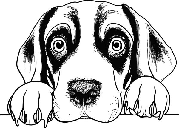 Německý ohař - krátkosrstý - B