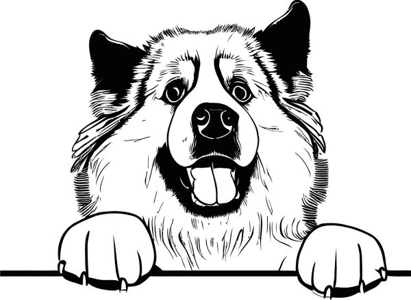 Pyrenejský horský pes - H