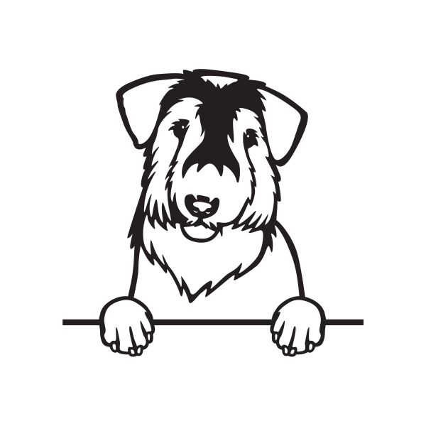 Sealyham teriér - A