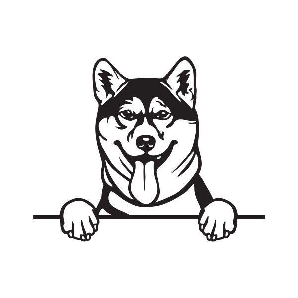 Shiba-Inu - A