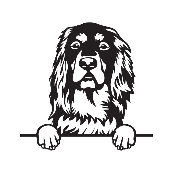 Skotský setr (Gordonsetr) - A