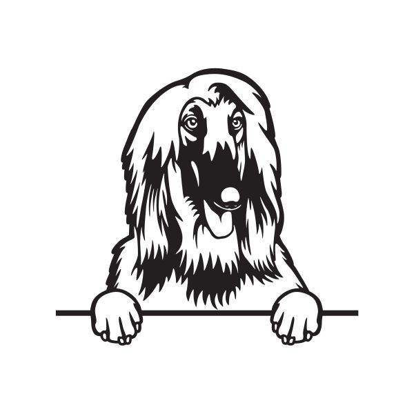 Afghánský chrt - A