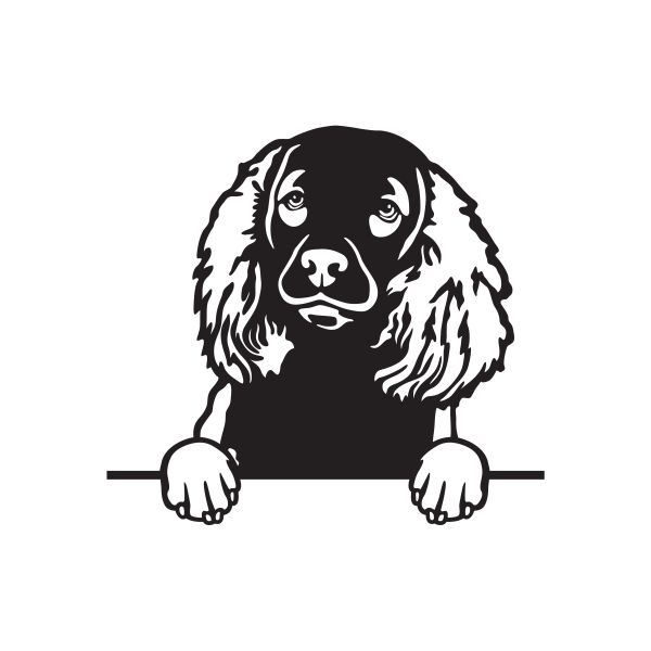 Americký vodní španěl - A