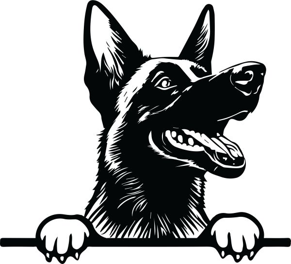 Belgický ovčák (malinois) - E