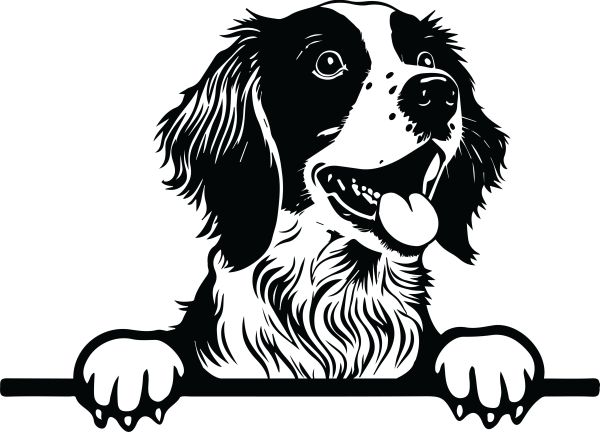 Bretaňský ohař - E