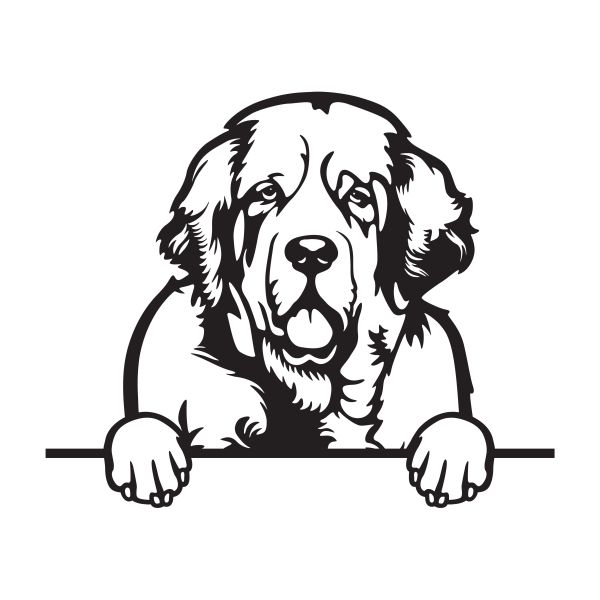 Clumber španěl - A