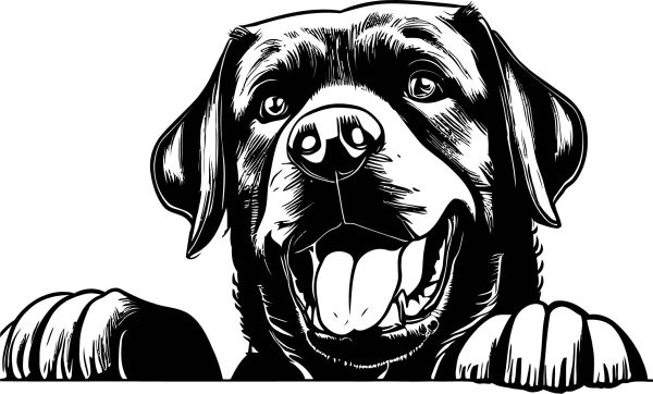 Chesapeake Bay retrívr - D