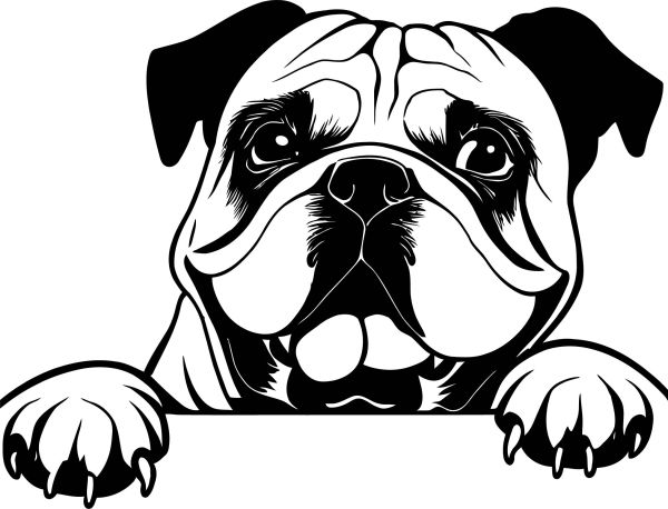 Kontinentální buldog - A