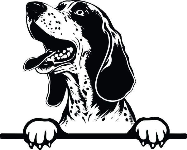 Modrý mývalí pes - (modrý coonhound) - F