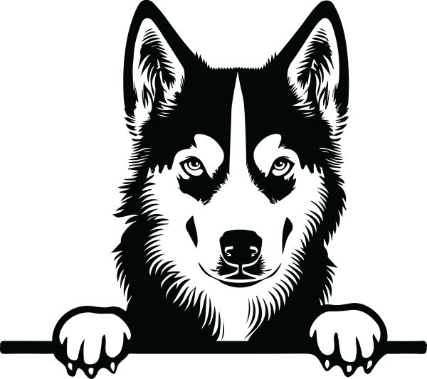 Sibiřský husky - I