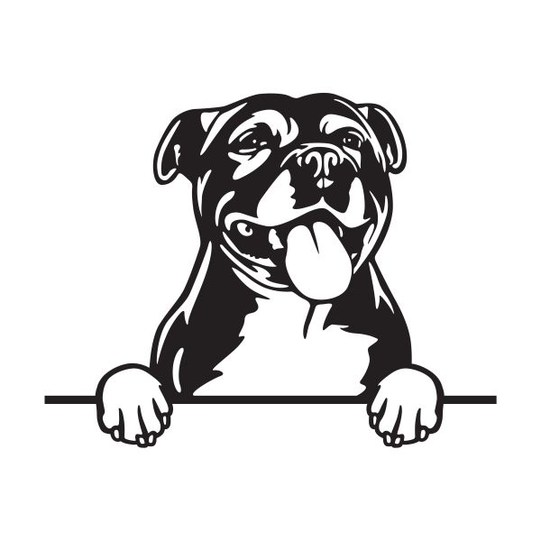 Stafordširský bulteriér - A