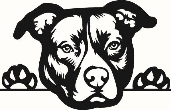 Americký staffordšírský teriér - B