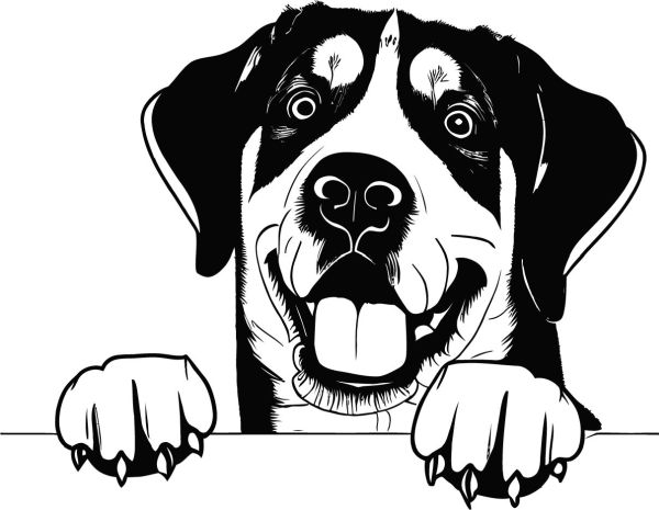 Anatolský pastevecký pes - C