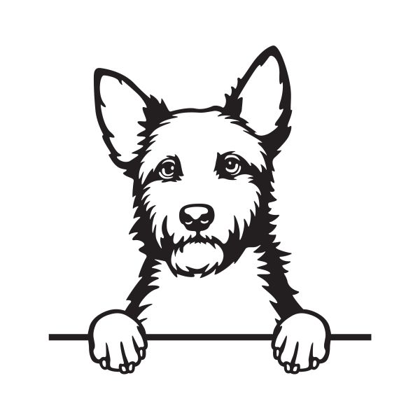 Australský teriér - A