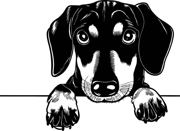 Jezevčík hladkosrstý - D