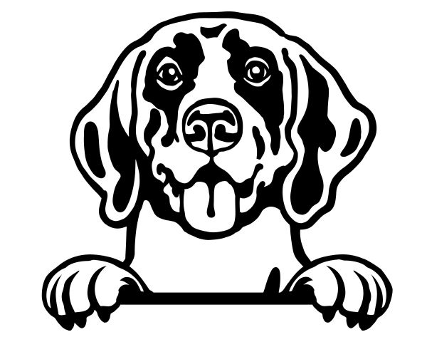 Německý ohař - krátkosrstý - C