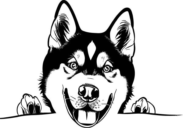 Sibiřský husky - G