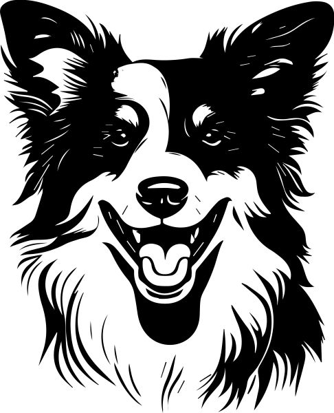 Šeltie (Shetlandský ovčák) - D