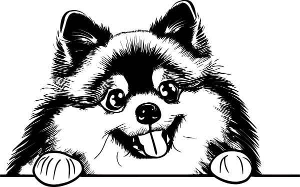 Vlčí špic (Keeshond) - D