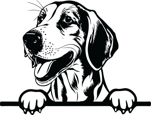 Anglický foxhound - E