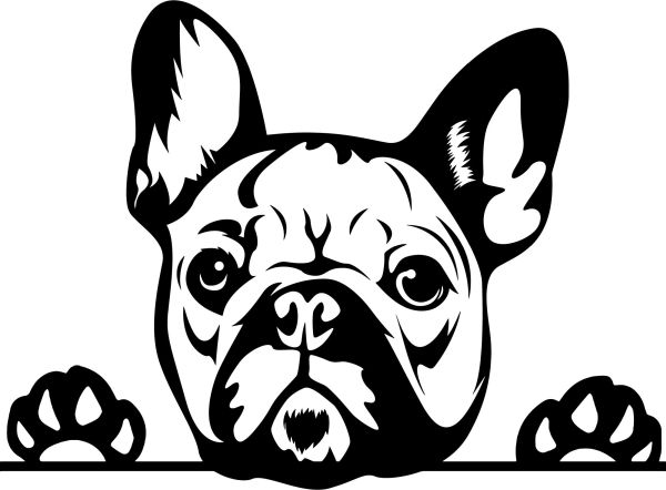 Francouzský buldoček - B