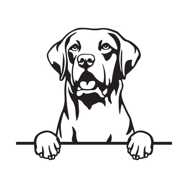 Chesapeake Bay retrívr - A