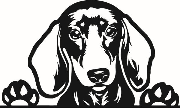 Jezevčík hladkosrstý - C