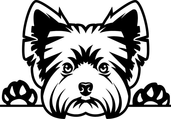 Jorkšírský teriér - K